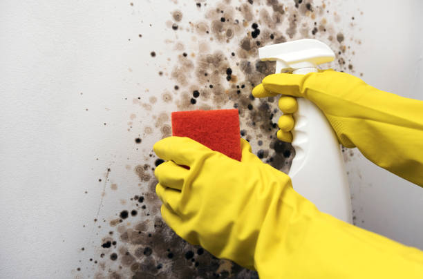 Professional Mold Remediation in Orcutt, CA