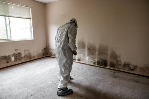 Best Industrial Mold Remediation in Orcutt, CA