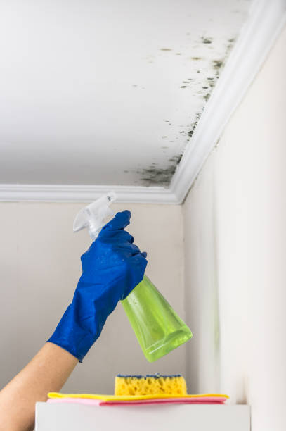 Best Black Mold Remediation in Orcutt, CA