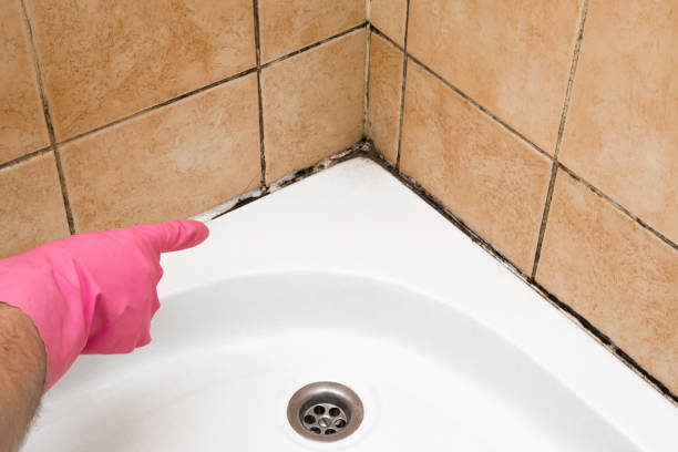 Best Localized Mold Remediation (e.g., coastal areas, humid climates) in Orcutt, CA